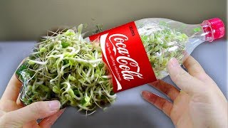 Using a coca cola bottle to grow bean sprouts at home - amazing life hack! Using a coca cola bottle to grow bean sprouts at home - amazing life hack!