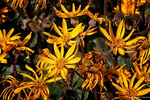 Bitcoin cryptocurrencies user intro Tags