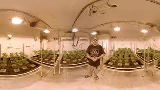 Growers international: 3d grow room Growers international: 3d grow room