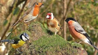 Tv for dogs : summer birds spectacular - videos to calm your dog Tv for dogs : summer birds spectacular - videos to calm your dog