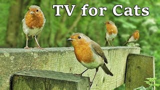 Tv for cats and dogs : birds in slow motion world - tv for your cat and dog Tv for cats and dogs : birds in slow motion world - tv for your cat and dog
