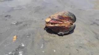 How clams walk How clams walk