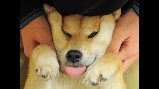 11 min of dank dog memes 11 min of dank dog memes