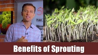Nutritional benefits of sprouts Nutritional benefits of sprouts