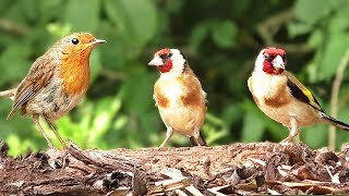 Tv for dogs to watch - garden birds in july Tv for dogs to watch - garden birds in july