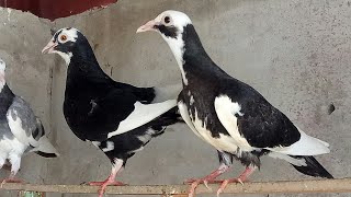 Sust kabutar ka 100% ilaj dekhe pura video Sust kabutar ka 100% ilaj dekhe pura video