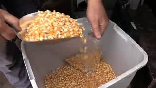 Delphy mais onderzoek Delphy mais onderzoek