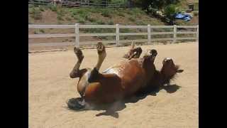 Horse passing gas Horse passing gas