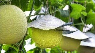 World's most expensive melon - amazing japan agriculture technology farm #19 World's most expensive melon - amazing japan agriculture technology farm #19