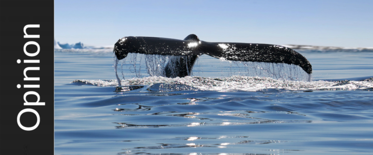 Why the whales couldn’t care less Why the whales couldn’t care less