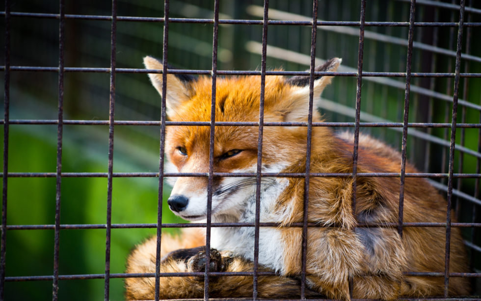 Shapeshift admits ‘imposition of kyc’d accounts’ hurt company financially Shapeshift admits ‘imposition of kyc’d accounts’ hurt company financially