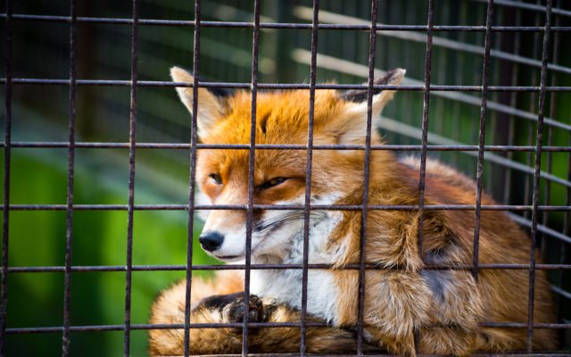 Shutterstock_132300446-640x400. Jpg Shapeshift admits ‘imposition of kyc’d accounts’ hurt company financially