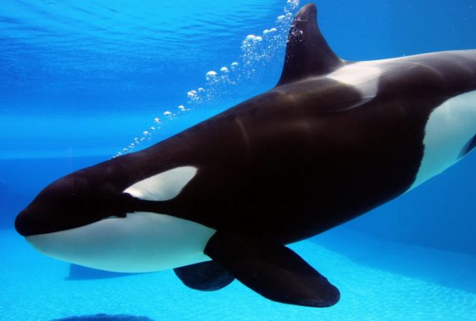 Orc-768x517. Jpg Orca pool mining operation aims to defend altcoins and forks from attacks