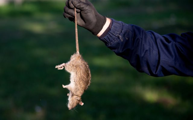 Shutterstock_726242995-640x400. Jpg Max keiser: ‘there is no bigger rat than warren buffett’