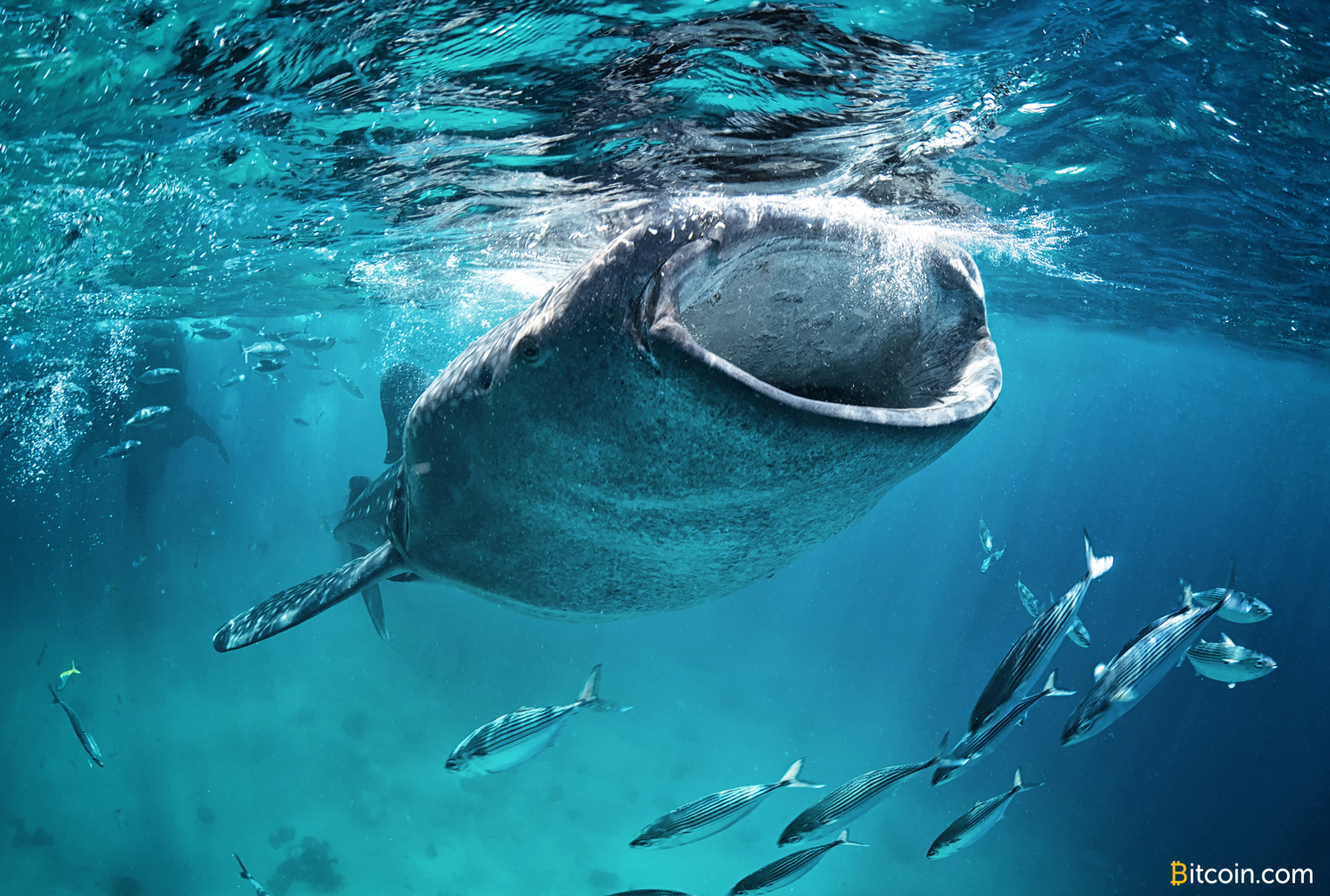 Bitcoin whales have accumulated thousands of coins in the last 2 months Bitcoin whales have accumulated thousands of coins in the last 2 months