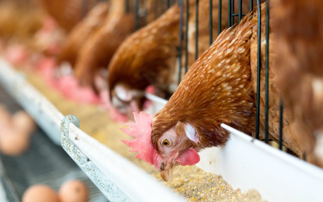 Shutterstock_657381514-640x400. Jpg Cluck the banks: bitcoin lightning network powers remote chicken feeder