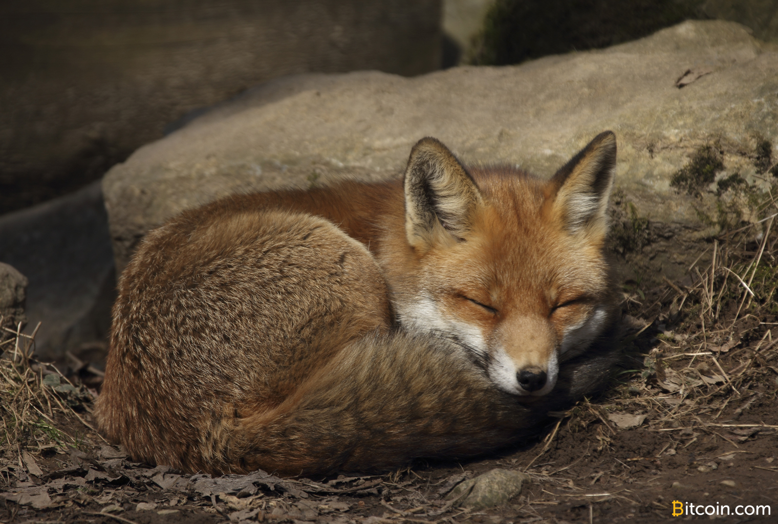 New tasking platform lazyfox. Io rewards users with bitcoin cash New tasking platform lazyfox. Io rewards users with bitcoin cash