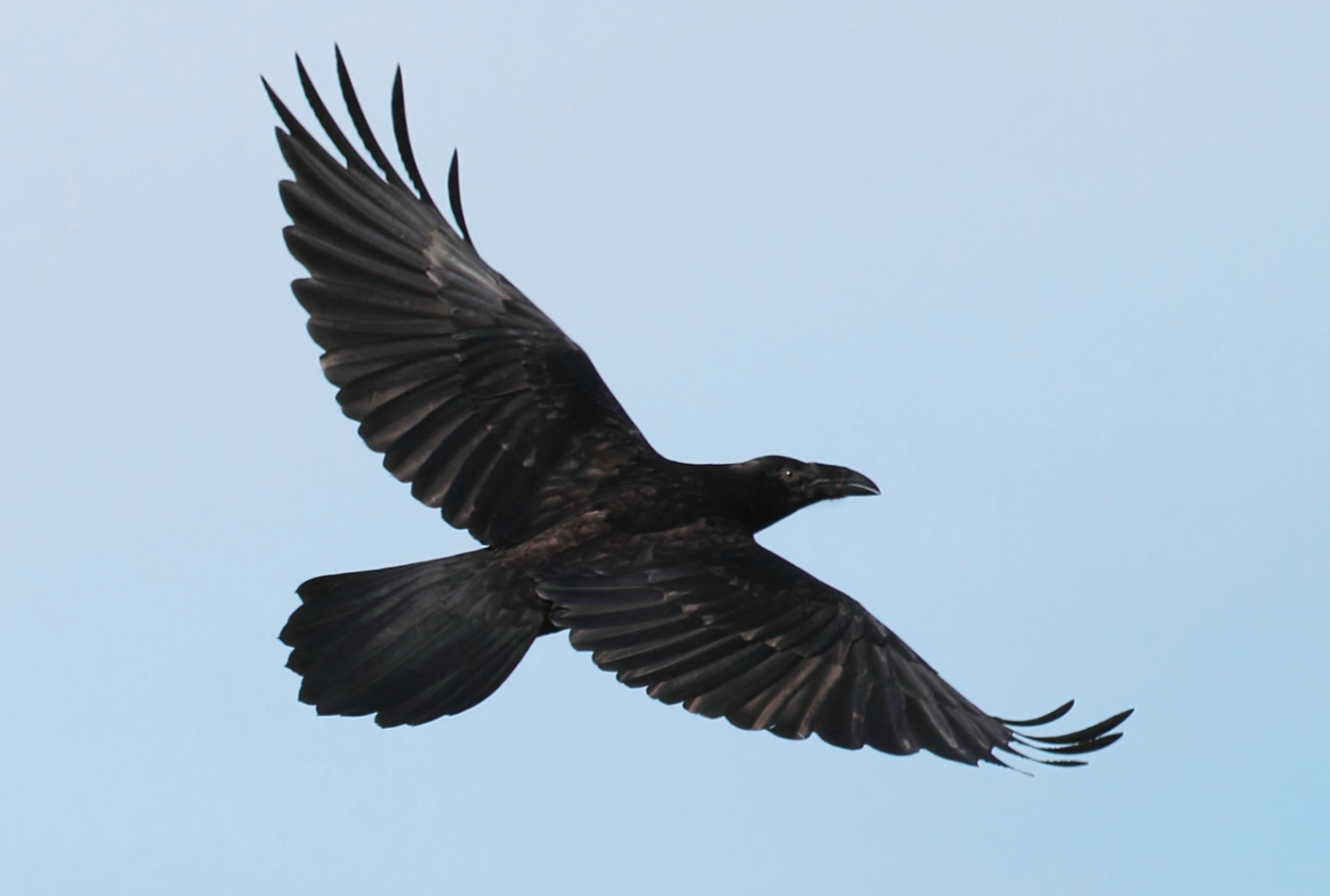 Markets update: top cryptos reclaim support as rvn rallies Markets update: top cryptos reclaim support as rvn rallies