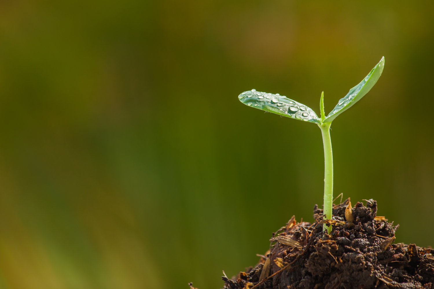 New zcash software sets stage for 'sapling' upgrade New zcash software sets stage for 'sapling' upgrade