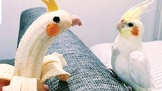 Did you know that birds can be even funnier than cats? - funny animal compilation Did you know that birds can be even funnier than cats? - funny animal compilation