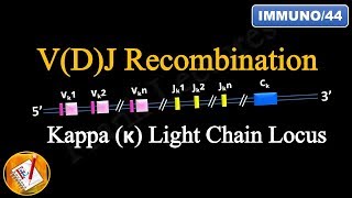 Vdj recombination (part 1) - ig light chain locus (fl-immuno/44) Vdj recombination (part 1) - ig light chain locus (fl-immuno/44)