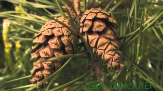 Make more profit money with cryptocurrency edrcoin (e-dinar) / 30% at month Make more profit money with cryptocurrency edrcoin (e-dinar) / 30% at month