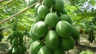 বিদেশ বিদেশ না করে পেঁপে চাষ করে দেখেন না প্লিজ.... Papaya cultivation, how to papaya cultivation বিদেশ বিদেশ না করে পেঁপে চাষ করে দেখেন না প্লিজ.... Papaya cultivation, how to papaya cultivation