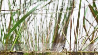 Tega brain: coin operated wetland Tega brain: coin operated wetland