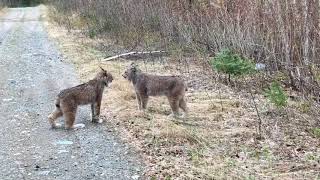 Two lynx in ontario have intense conversation Two lynx in ontario have intense conversation