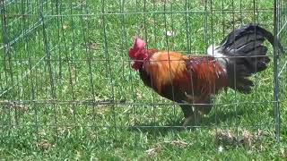 Envios 17 julio 2018 de granja greer jr para pto escondido, oax. Fresnillo, zac Envios 17 julio 2018 de granja greer jr para pto escondido, oax. Fresnillo, zac