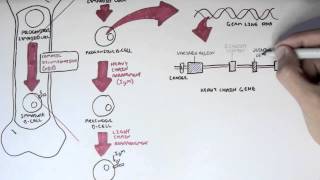 Immunology - antibody somatic (vdj) recombination i Immunology - antibody somatic (vdj) recombination i