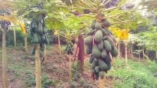 Papaya farming in bangladesh | success farmer in papaya cultivation Papaya farming in bangladesh | success farmer in papaya cultivation