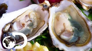 Oysters | how it's made Oysters | how it's made