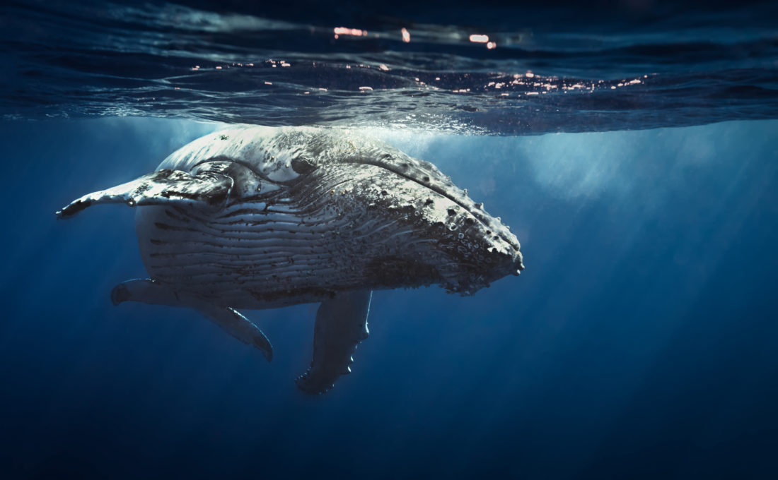 Bitcoin whales awaken: what does this mean for btc price? Bitcoin whales awaken: what does this mean for btc price?