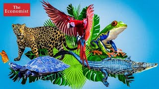 Could blockchain save the amazon rainforest? | the economist Could blockchain save the amazon rainforest? | the economist