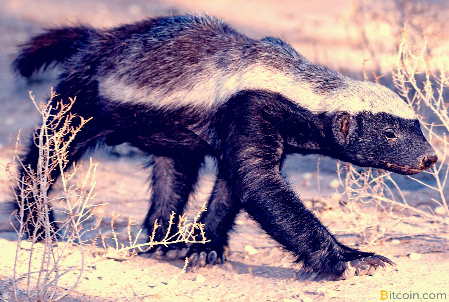 Bch-powered badger wallet now connects to a variety of blockchain apps Bch-powered badger wallet now connects to a variety of blockchain apps