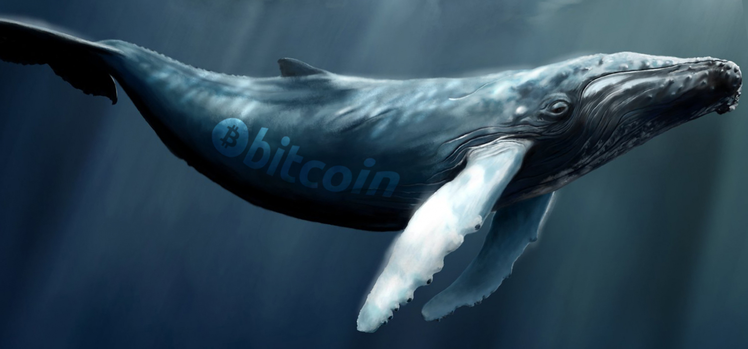 Bitcoin whales have accumulated thousands of coins in the last 2 months Bitcoin whales have accumulated thousands of coins in the last 2 months