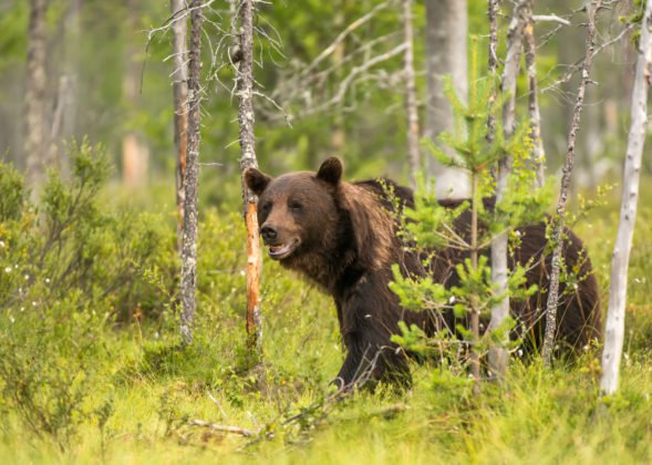 Shutterstock_1263513406-589x420. Jpg Bitcoin price may re-enter bear market, warns analyst (as altcoins gain favor)