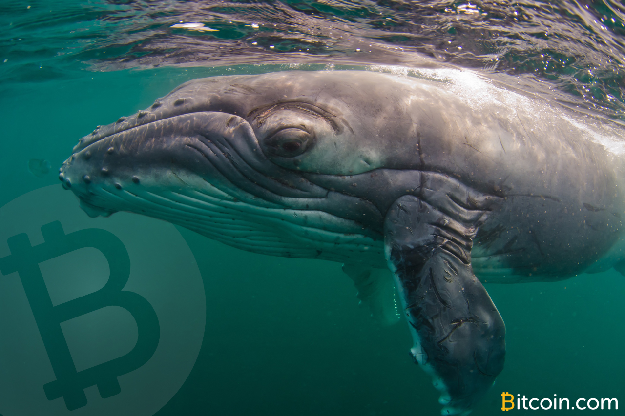 Whale watch: large bitcoin cash holders accumulate 1 million bch since february Whale watch: large bitcoin cash holders accumulate 1 million bch since february