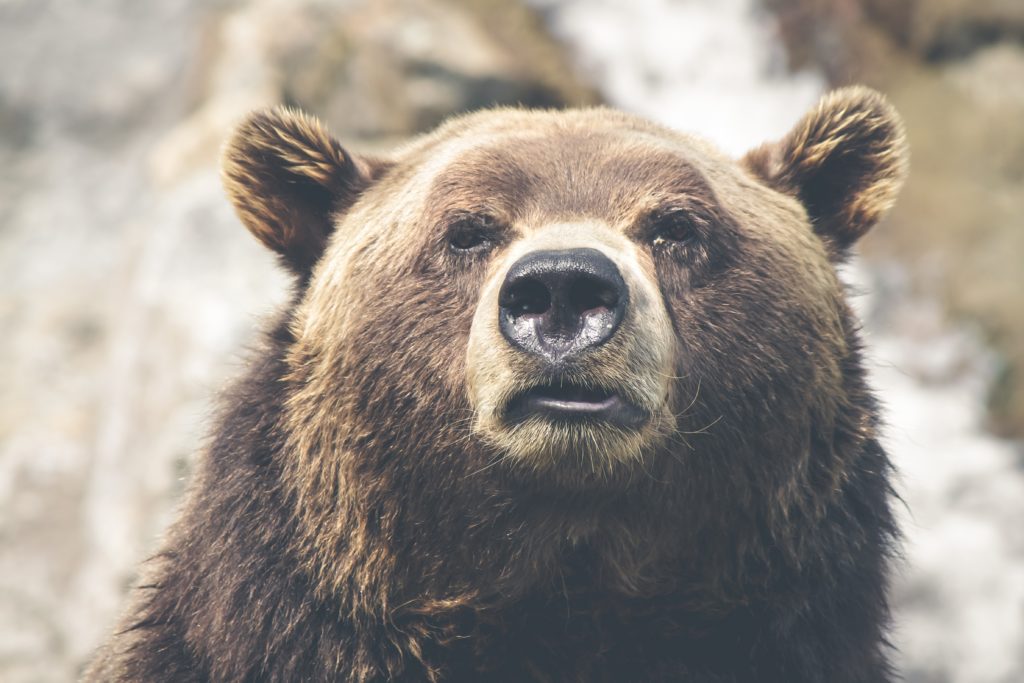 Bitcoin (btc) bear market isn’t over? Industry analysts duke it out Bitcoin (btc) bear market isn’t over? Industry analysts duke it out