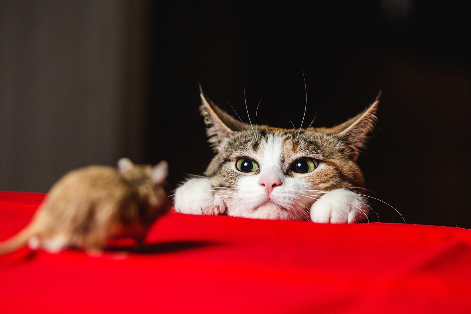 The cat-and-mouse game of crypto regulation enters a new phase The cat-and-mouse game of crypto regulation enters a new phase