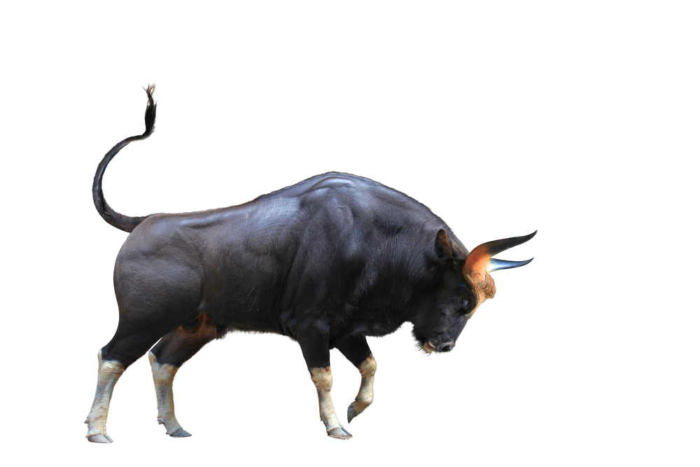 Bitcoin rebounds to $7,900, why analysts expect bullish continuation Bitcoin rebounds to $7,900, why analysts expect bullish continuation