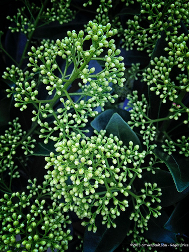 Autumn flowers... Tags