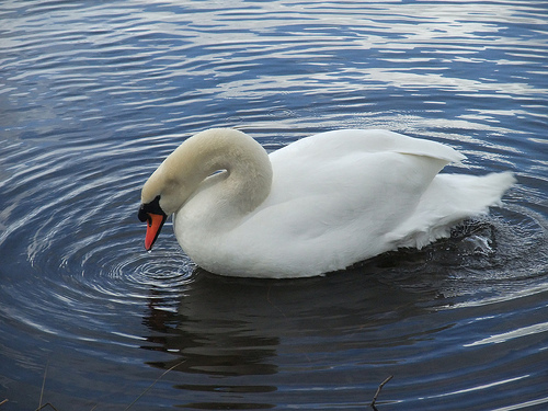 Re: kingbilly casino - no deposit for new players - 1btc welcome bonus Tags