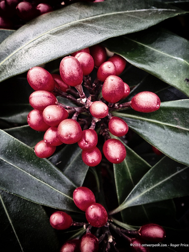Autumn berries... Tags