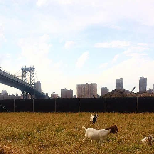 Fuck bitcoin. Brooklyn bridge ventures is long goats. Tags