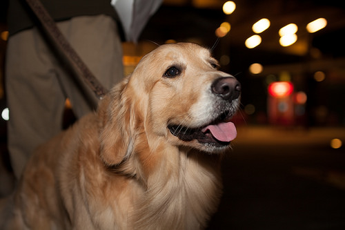 This doge has a dogecoin company. Tags