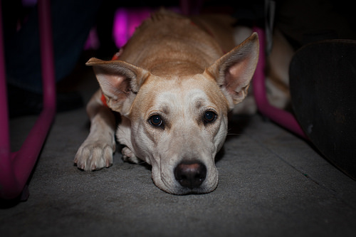 We had so many doges at satoshi square Tags