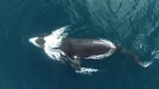 Bowhead whale research drone video 2016 Bowhead whale research drone video 2016