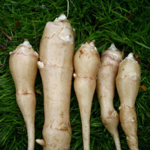 Sunchoke - variety white fuseau - helianthus tuberosa - sunroot - jerusalem artichoke tubers for planting or eating - bitcoin accepted!